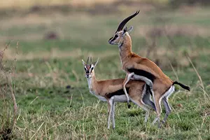 Thomson: Afrique, Afrique de l'Est, Kenya, Reserve nationale du Masai