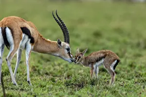 Thomson: Afrique, Afrique de l'Est, Kenya, Reserve nationale du Masai