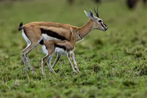 Thomson: Afrique, Afrique de l'Est, Kenya, Reserve nationale du Masai