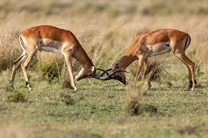 Combat: Afrique, Afrique de l'Est, Kenya, Reserve nationale du Masai