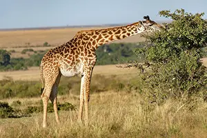 Giraffidae: Afrique, Afrique de l'Est, Kenya, Reserve nationale du Masai