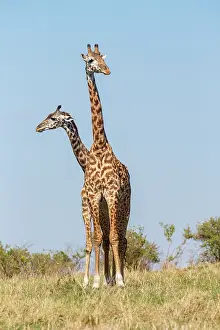 Giraffidae: Afrique, Afrique de l'Est, Kenya, Reserve nationale du Masai