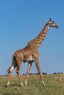 Giraffidae: Afrique, Afrique de l'Est, Kenya, Reserve nationale du Masai