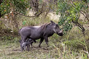 Suidae: Afrique, Afrique de l'Est, Kenya, Reserve nationale du Masai