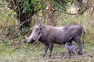 Suidae: Afrique, Afrique de l'Est, Kenya, Reserve nationale du Masai