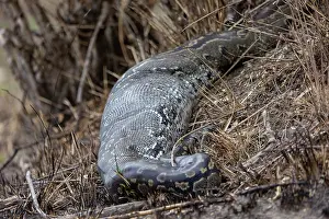 Python: Afrique, Afrique de l'Est, Kenya, Reserve nationale du Masai