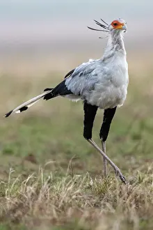 Rapace: Afrique, Afrique de l'Est, Kenya, Reserve nationale du Masai