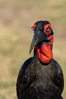 Espece: Afrique, Afrique de l'Est, Kenya, Reserve nationale du Masai