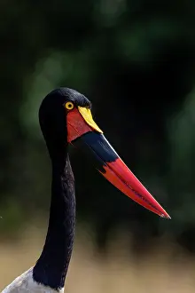 Marais: Afrique, Afrique de l'Est, Kenya, Reserve nationale du Masai
