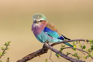 Coracias: Afrique, Afrique de l'Est, Kenya, Reserve nationale du Masai