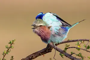Coracias: Afrique, Afrique de l'Est, Kenya, Reserve nationale du Masai