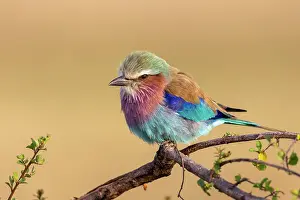 Coracias: Afrique, Afrique de l'Est, Kenya, Reserve nationale du Masai