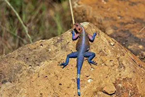 Agama: Afrique, Afrique de l'Est, Kenya, Reserve nationale du Masai