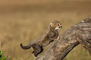 Guepard: Afrique, Afrique de l'Est, Kenya, Reserve nationale du Masai