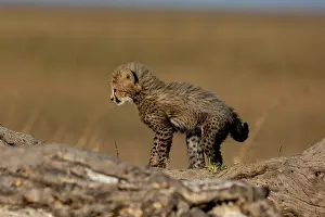Guepard: Afrique, Afrique de l'Est, Kenya, Reserve nationale du Masai