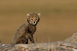 Guepard: Afrique, Afrique de l'Est, Kenya, Reserve nationale du Masai