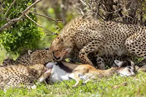 Thomson: Afrique, Afrique de l'Est, Kenya, Reserve nationale du Masai