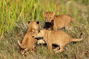 Nationale: Afrique, Afrique de l'Est, Kenya, Reserve nationale du Masai