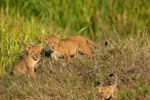 Nationale: Afrique, Afrique de l'Est, Kenya, Reserve nationale du Masai