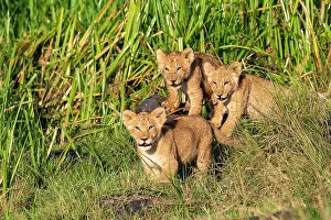 Nationale: Afrique, Afrique de l'Est, Kenya, Reserve nationale du Masai