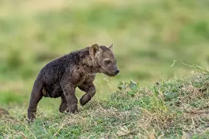 Nationale: Afrique, Afrique de l'Est, Kenya, Reserve nationale du Masai