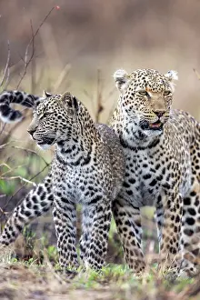 Pardus: Afrique, Afrique de l'Est, Kenya, Reserve nationale du Masai