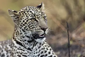 Pardus: Afrique, Afrique de l'Est, Kenya, Reserve nationale du Masai