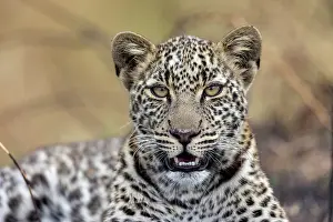 Pardus: Afrique, Afrique de l'Est, Kenya, Reserve nationale du Masai