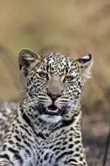 Pardus: Afrique, Afrique de l'Est, Kenya, Reserve nationale du Masai