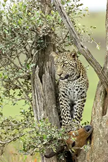 Pardus: Afrique, Afrique de l'Est, Kenya, Reserve nationale du Masai