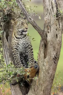 Pardus: Afrique, Afrique de l'Est, Kenya, Reserve nationale du Masai