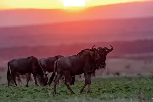 Taurinus: Afrique, Afrique de l'Est, Kenya, Reserve nationale du Masai