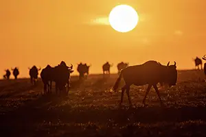 Taurinus: Afrique, Afrique de l'Est, Kenya, Reserve nationale du Masai