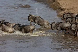 Taurinus: Afrique, Afrique de l'Est, Kenya, Reserve nationale du Masai