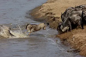 Taurinus: Afrique, Afrique de l'Est, Kenya, Reserve nationale du Masai