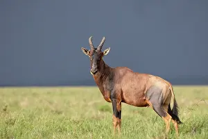 Parc: TOPI