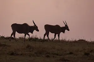 Parc: ELAND
