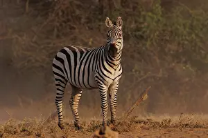 Mare: ZEbra