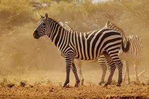 Mare: ZEbra