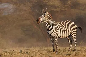 Mare: ZEbra