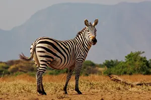 Mare: ZEbra