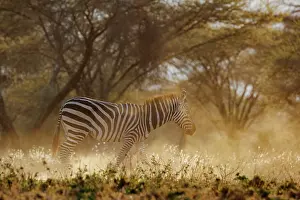 Equidae: ZEbra