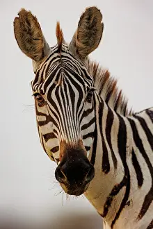 Mare: ZEbra