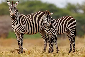 Equidae: ZEbra
