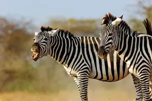 Mare: ZEbra