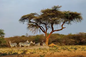 Equidae: ZEbra