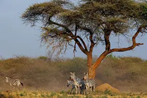 Equidae: ZEbra