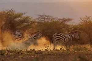 Equidae: ZEbra