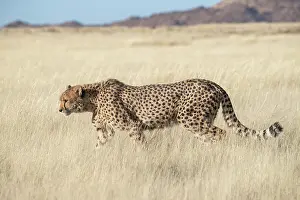 280621: Afrique du Sud, Reserve privee, Guepard (Acinonyx