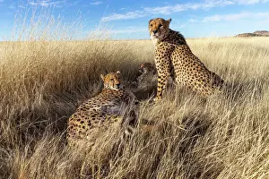 Assis: Afrique du Sud, Reserve privee, Guepard (Acinonyx